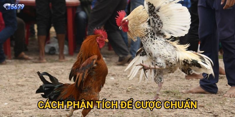 Đá gà cựa sắt tại 5679 có kịch tính không? 3 Cách phân tích để cược chuẩn