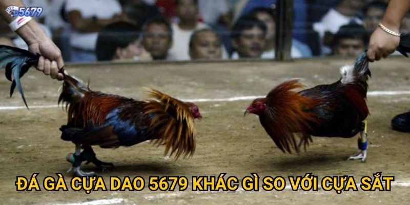 Đá gà cựa dao tại 5679 có nguy hiểm không? 2 Đá gà cựa dao 5679 khác gì so với cựa sắt?