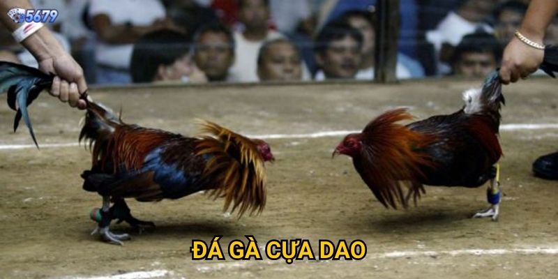 Đá gà cựa dao tại 5679 có nguy hiểm không?