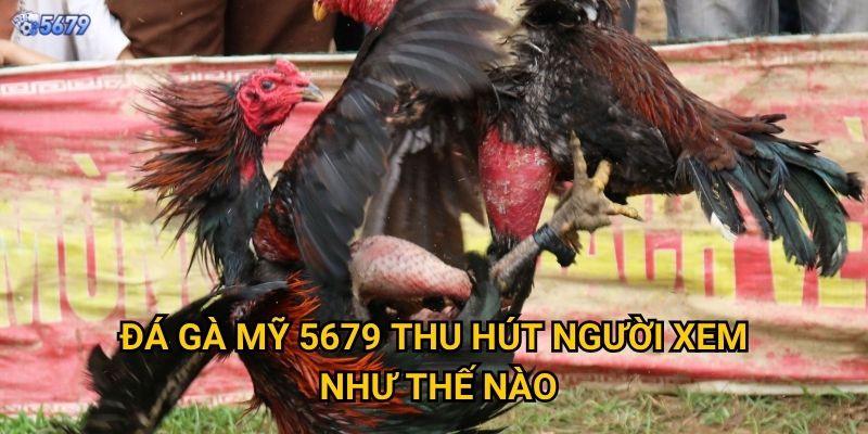 Đá gà mỹ tại 5679 có phong cách gì khác biệt? 2 Đá gà mỹ 5679 thu hút người xem như thế nào?