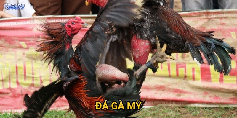 Đá gà mỹ tại 5679 có phong cách gì khác biệt?