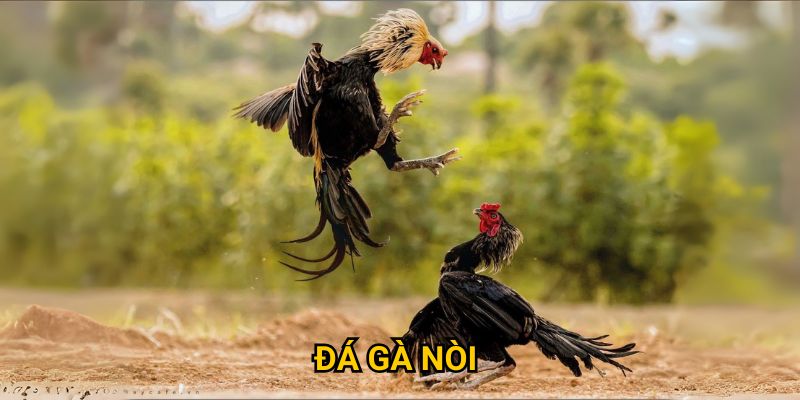 Đá gà nòi tại 5679 có đẳng cấp như thế nào?