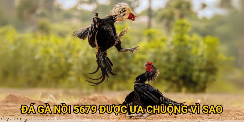 Đá gà nòi tại 5679 có đẳng cấp như thế nào? 2 Đá gà nòi 5679 được ưa chuộng vì sao?