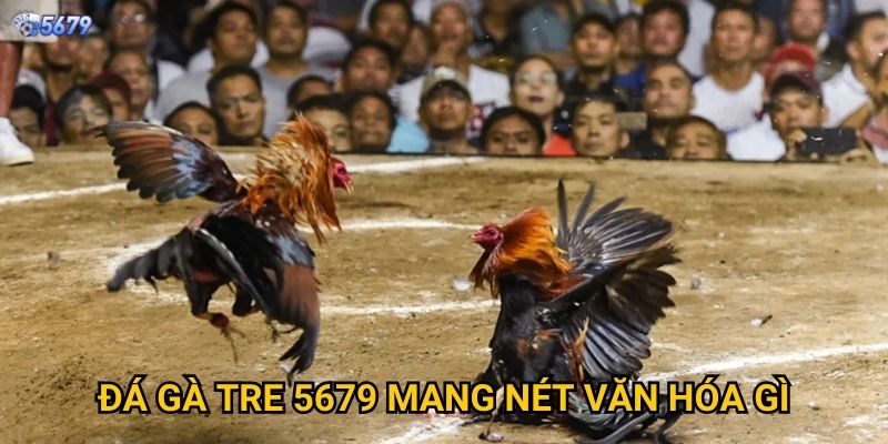 Đá gà tre tại 5679 có truyền thống không? 2 Đá gà tre 5679 mang nét văn hóa gì?