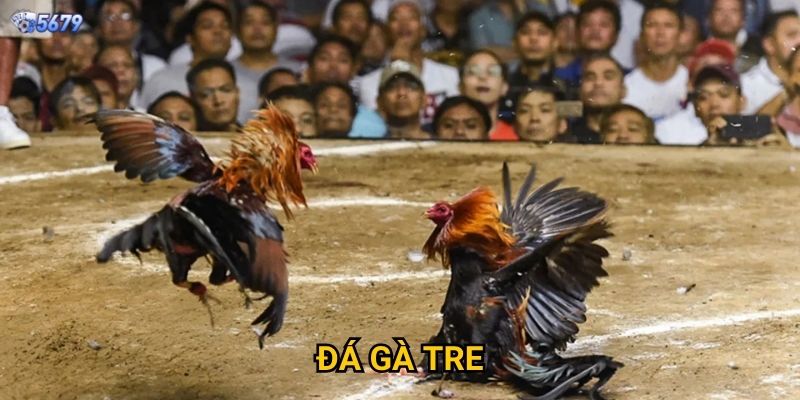 Đá gà tre tại 5679 có truyền thống không?