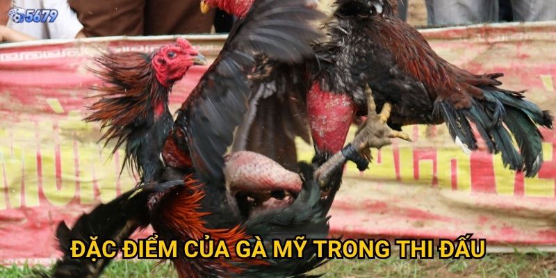 Đá gà mỹ tại 5679 có phong cách gì khác biệt? 3 Đặc điểm của gà mỹ trong thi đấu