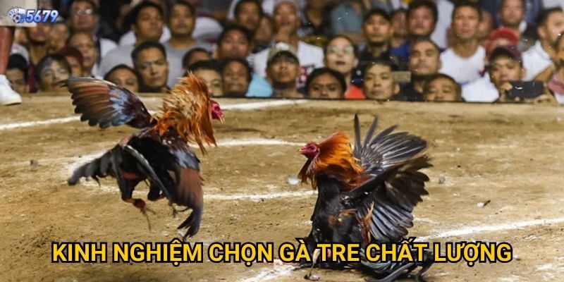 Đá gà tre tại 5679 có truyền thống không? 3 Kinh nghiệm chọn gà tre chất lượng